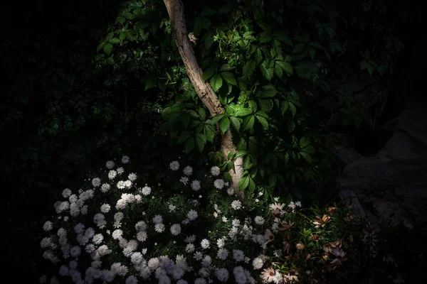 Jardim Flores Coloridas Camomila Noite Perto Virgínia Planta Trepadeira Parthenocissus — Fotografia de Stock