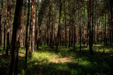 Orman manzarası. Güzel orman doğası. Uzun yaşlı çam ağaçları. Yaz güneşli bir gün. Azerbaycan doğası