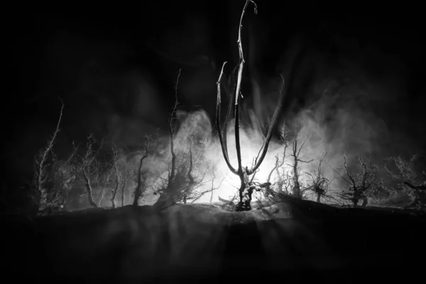 Paisagem Escura Assustadora Mostrando Silhuetas Árvores Pântano Noite Enevoada Noite — Fotografia de Stock