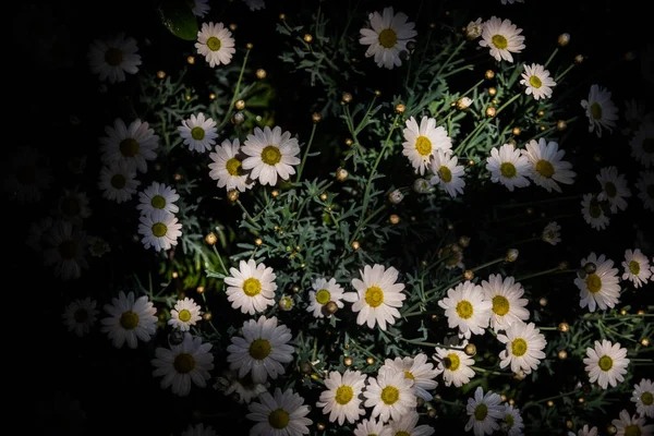Grădina Flori Colorate Mușețel Noaptea Închide Lumină Cheie Scăzută — Fotografie, imagine de stoc