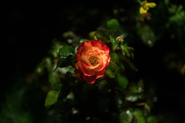 Jardim Flores Coloridas Camomila Rosa Noite Perto Luz Chave Baixa — Fotografia de Stock