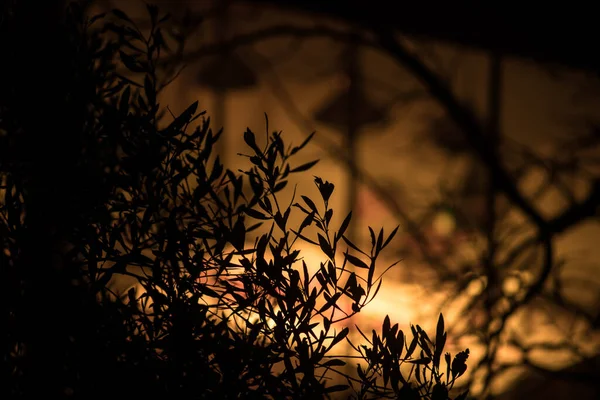 가지와 안개가 어두운 미덥지 — 스톡 사진