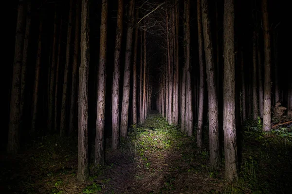 Piękny Nocny Krajobraz Strasznym Lesie Magiczne Światła Błyszczące Tajemniczym Lesie — Zdjęcie stockowe