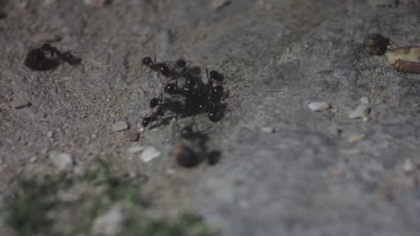 Vista Cerca Macro Hormigas Negras Colina Trabajando Nido Tierra — Vídeos de Stock