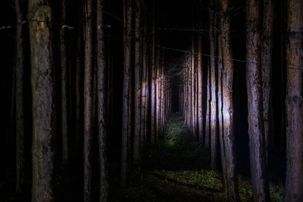 Piękny Nocny Krajobraz Strasznym Lesie Magiczne Światła Błyszczące Tajemniczym Lesie — Zdjęcie stockowe