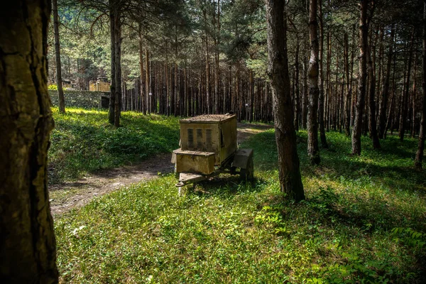 Waldlandschaft Schöne Waldnatur Hohe Alte Kiefern Sommersonniger Tag Alter Sowjetischer — Stockfoto