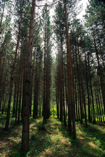 stock image Forest landscape.Beautiful forest nature. Tall old pine trees. Summer sunny day. Azerbaijan nature