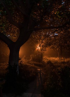 Gizemli bir yol. Karanlık, sisli, sonbahar, gizemli ormandaki patika. Uzun pozlu çekim