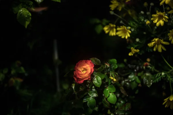 カラフルなカモミールの花の庭と夜の終わりに上昇した Low Key Light — ストック写真