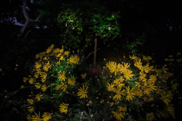 Jardim Flores Coloridas Camomila Noite Perto Luz Chave Baixa — Fotografia de Stock