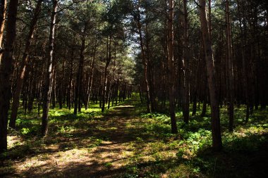 Orman manzarası. Güzel orman doğası. Uzun yaşlı çam ağaçları. Yaz güneşli bir gün. Azerbaycan doğası