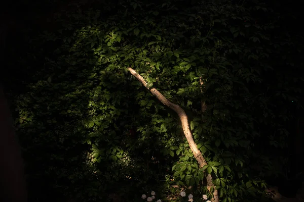 Jardim Flores Coloridas Camomila Noite Perto Virgínia Planta Trepadeira Parthenocissus — Fotografia de Stock