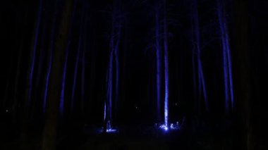 Aydınlatılmış ağaçları olan gece ormanı