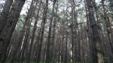 Ağaçların ormanı..