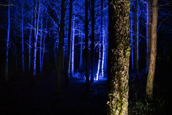 Corteccia Albero Nella Foresta Oscura Notte Lunga Esposizione Foto Corteccia — Foto Stock