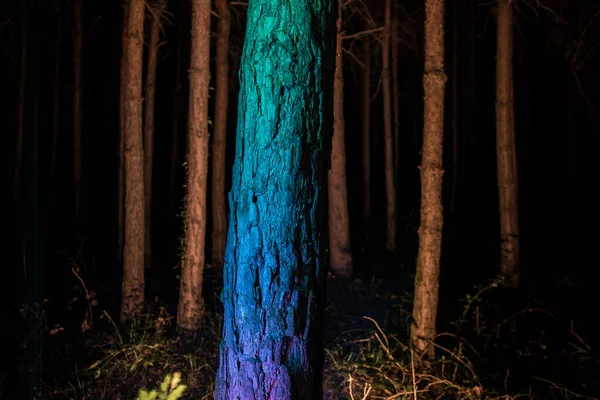 Kora Drzewa Ciemnym Lesie Nocy Długa Ekspozycja Zdjęcia Kory Drzewa — Zdjęcie stockowe