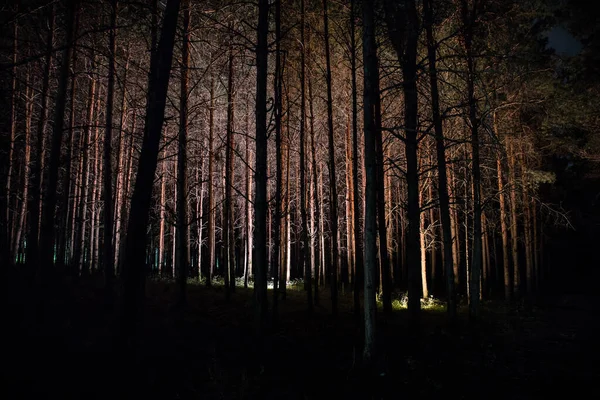 Magiczne Światła Błyszczące Tajemniczym Lesie Nocy Sosnowy Las Koszmarów Długa — Zdjęcie stockowe