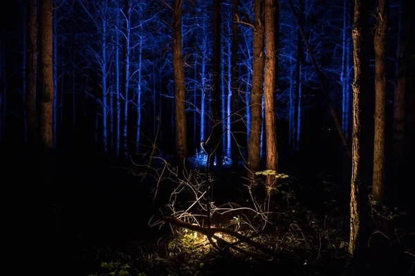 Luces Mágicas Brillando Bosque Misterioso Por Noche Bosque Pino Pesadilla — Foto de Stock