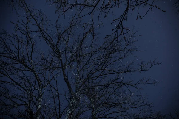 Bosque Oscuro Brumoso Con Ramas Árboles Espinosos Niebla Noche Brumosa — Foto de Stock