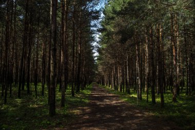 Orman manzarası. Güzel orman doğası. Uzun yaşlı çam ağaçları. Yaz güneşli bir gün. Azerbaycan doğası
