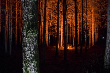 Gece, karanlık ormanda ağaç kabuğu. Ağaç kabuğunun uzun pozlu fotoğrafı. Seçici odak