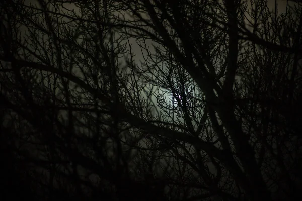 Floresta Escura Nebulosa Com Galhos Árvores Espinhosas Nevoeiro Noite Enevoada — Fotografia de Stock