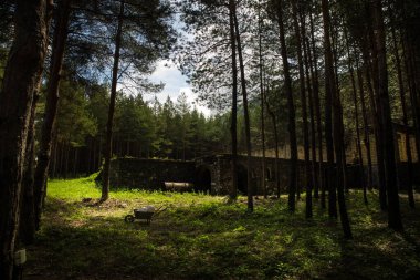 Ormandaki terk edilmiş eski bina, endüstriyel fabrikanın harabeleri. Bahar boyu çam ormanı.