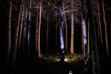 Gece, karanlık ormanda ağaç kabuğu. Ağaç kabuğunun uzun pozlu fotoğrafı. Seçici odak