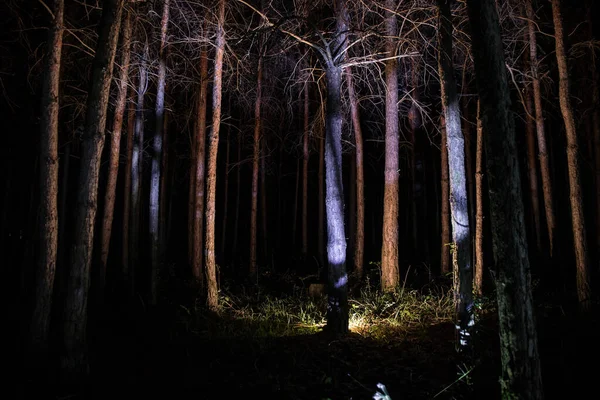 Corteza Árbol Bosque Oscuro Por Noche Foto Larga Exposición Corteza — Foto de Stock