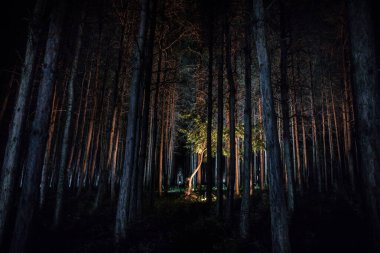 Geceleri gizemli ormanda parlayan sihirli ışıklar. Kabus çam ormanı. Uzun pozlu çekim