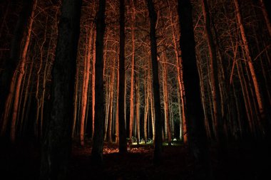 Geceleri gizemli ormanda parlayan sihirli ışıklar. Kabus çam ormanı. Uzun pozlu çekim