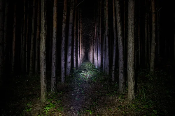Ночной Пейзаж Снятый Страшном Лесу Волшебные Огни Сверкают Таинственном Сосновом Лицензионные Стоковые Изображения
