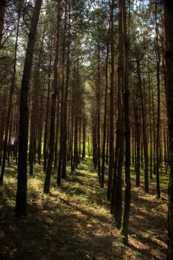 Orman manzarası. Güzel orman doğası. Uzun yaşlı çam ağaçları. Yaz güneşli bir gün. Azerbaycan doğası