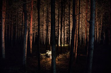 Geceleri gizemli ormanda parlayan sihirli ışıklar. Kabus çam ormanı. Uzun pozlu çekim