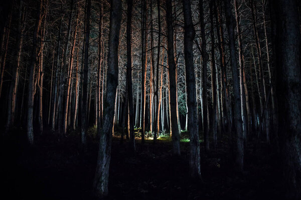 Magical lights sparkling in mysterious forest at night. Nightmare pine forest. Long exposure shot