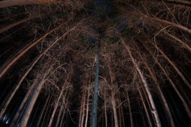 Geceleri gizemli ormanda parlayan sihirli ışıklar. Kabus çam ormanı. Uzun pozlu çekim