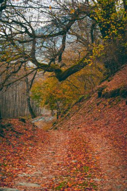 Bir Azerbaycan Macerasına Gemicilik: Sonbahar Yaprakları Arasında Bir Kış Ormanında Yolculuk, Batan Güneşin Parlaklığında Banyo