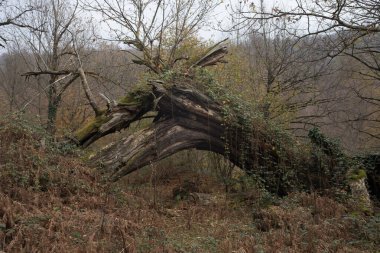 Bir Azerbaycan Macerasına Gemicilik: Sonbahar Yaprakları Arasında Bir Kış Ormanında Yolculuk, Batan Güneşin Parlaklığında Banyo