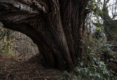 Kökleri yeşil bir ormanda yosun kaplı ağaç ya da ağaç gövdesinde yosun. Yeşil yosunlu ağaç kabuğu. Azerbaycan doğası. Seçici odak.