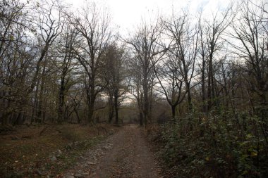 Bir Azerbaycan Macerasına Gemicilik: Sonbahar Yaprakları Arasında Bir Kış Ormanında Yolculuk, Batan Güneşin Parlaklığında Banyo