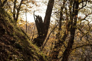 Bir Azerbaycan Macerasına Gemicilik: Sonbahar Yaprakları Arasında Bir Kış Ormanında Yolculuk, Batan Güneşin Parlaklığında Banyo