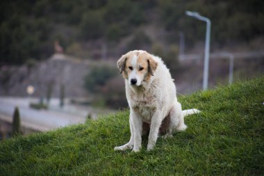 Büyük beyaz zeki çoban köpeği ayakta dik yeşil çimenli dağ yamacında kopya alan arka plan koyu yeşil sisli odunsu dağ sırtı, geniş Panoraması güneşli yaz gününde yetiştirilen.
