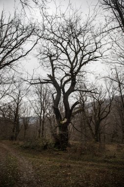 Bir Azerbaycan Macerasına Gemicilik: Sonbahar Yaprakları Arasında Bir Kış Ormanında Yolculuk, Batan Güneşin Parlaklığında Banyo