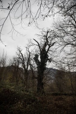 Bir Azerbaycan Macerasına Gemicilik: Sonbahar Yaprakları Arasında Bir Kış Ormanında Yolculuk, Batan Güneşin Parlaklığında Banyo