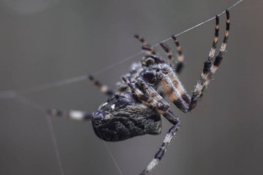 Araneus büyük örümcek. Büyük örümcek, Araneus, bir ağın üzerinde oturuyor. Örümcek. Bir bahçe örümceğinin doğal gri arka planına karşı bir ağ üzerindeki Macro fotoğrafı. Aydınlıkta izole edilmiş, yakın plan, metin için yer