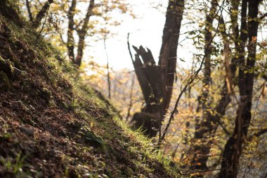 Bir Azerbaycan Macerasına Gemicilik: Sonbahar Yaprakları Arasında Bir Kış Ormanında Yolculuk, Batan Güneşin Parlaklığında Banyo