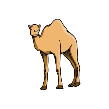 Deve vektör çizimi. Vektör el çizimi deve. Arap hayvanları için develer. Çöl hayvanları için deve. Kurban Bayramı için deve tasarımı ögesi.