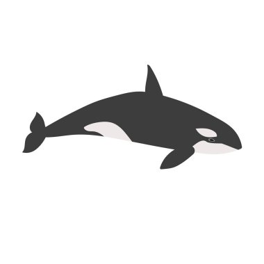 Beyaz arka planda izole edilmiş vektör düz elli katil balina