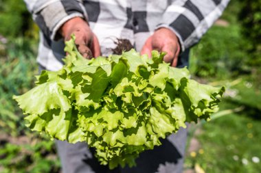 Elinde taze yeşil marul tutan çiftçi. Taze toplanmış yeşil salata yaprakları. Biyolojik organik sebze yetiştirme kavramı.