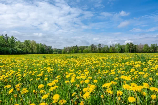 Квіти Кульбаби Лузі Весняний Пейзаж Ліцензійні Стокові Фото